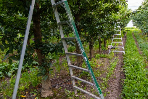 Tripod ladder being used to reach fruit on trees on uneven ground