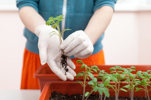 Planting young tomatoes into tomato planter