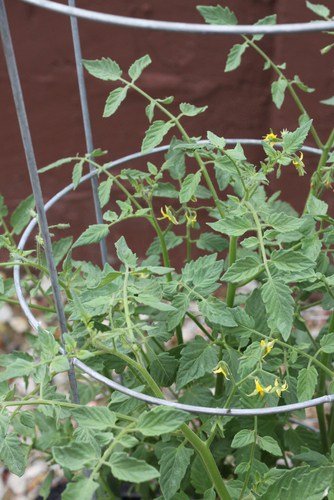 tomato planter with built in frame support