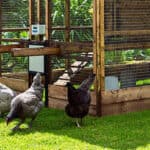 In this guide, we look at some of the best automatic chicken coop door openers and compare the specs from what weight they can lift which is important and more