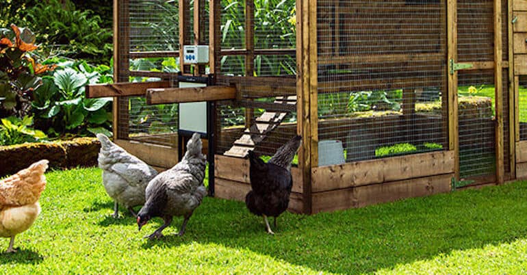 In this guide, we look at some of the best automatic chicken coop door openers and compare the specs from what weight they can lift which is important and more