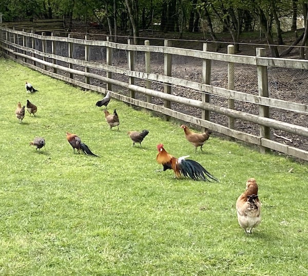 Some of our chicken in paddock, wood next to it is why we use a timer and not light sensor as MR FOX is usually still around early light