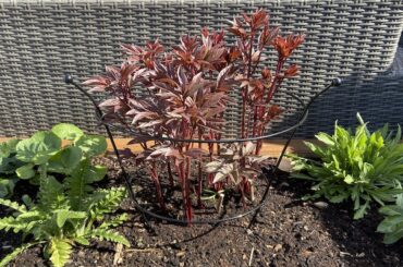 How to stop peonies falling over and keep them upright