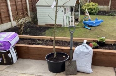 How to plant a Laburnum tree step by step