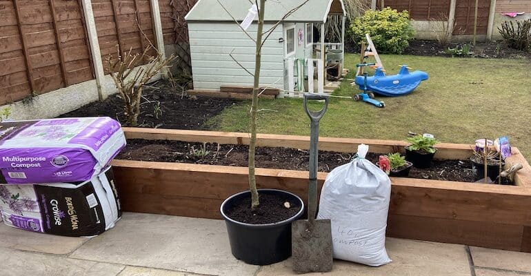 How to plant a Laburnum tree step by step