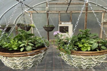 How to plant a summer hanging basket step by step