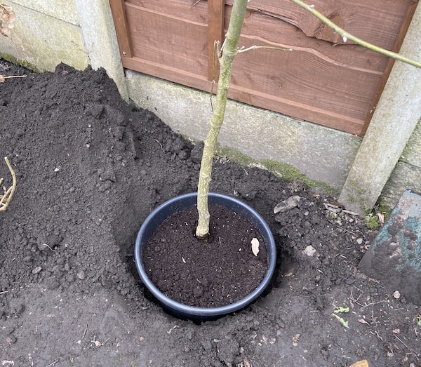 Planting Laburnum tree step 1 - dig hole larger than the pot and the same depth.