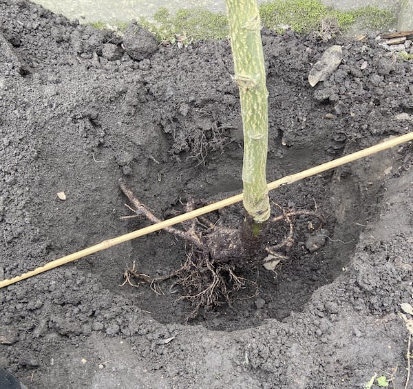 Planting a Laburnum trees - place roots in hole and use cane to get level