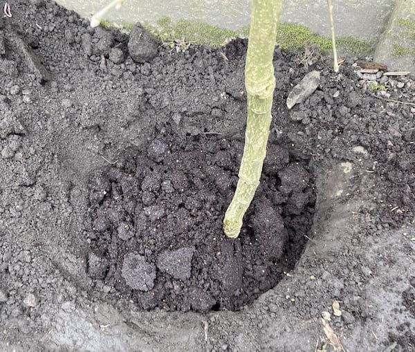 Planting a tree - backfill the hole with quality compost and soil