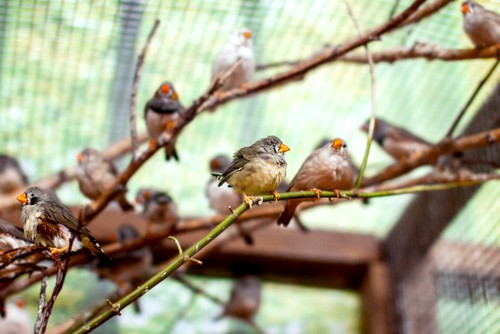 Provide perches for your for birds on your garden aviary