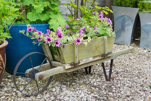 Wooden wheelbarrow containing trailing surfina petunia plants.