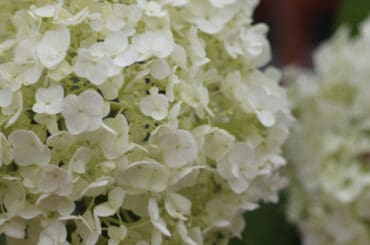 Growing Hydrangea Runaway Bride and care guide. A fantastic plant for patios, borders and even hanging baskets. Learn more about this stunning hydrangea now.