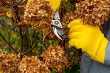 Should you deadhead hydrangeas guide. Explaining when and how to deadhead hydrangeas and when not to