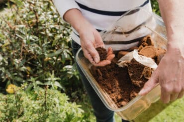 Should you use Coffee Grounds for Hydrangeas and why you might do this in the first place