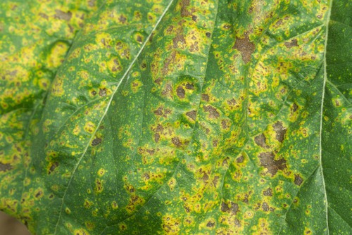 Diseased sunflower leaves