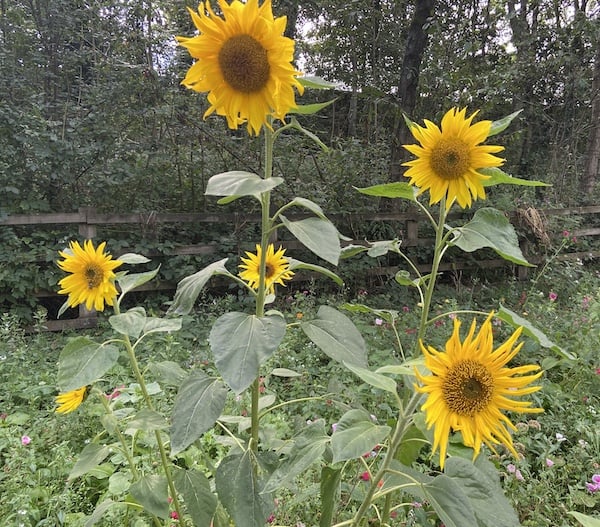 why are my sunflower leaves turning yellow