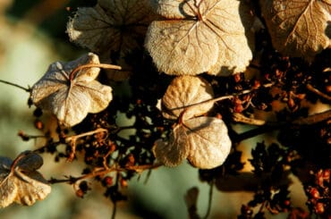 Hydrangeas are typically grown from cuttings but you can grow them from seed. In this guide, I show you how to grow hydrangeas from seed to get unique flowers