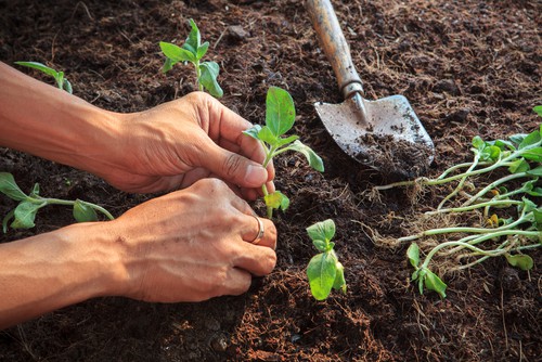 Planting a sunflower bed, just be careful not to plant to close together