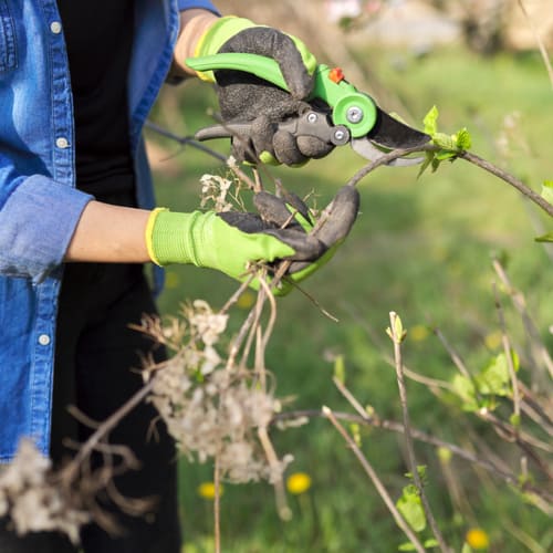 Pruning hydrangea lacecap in summer after flower