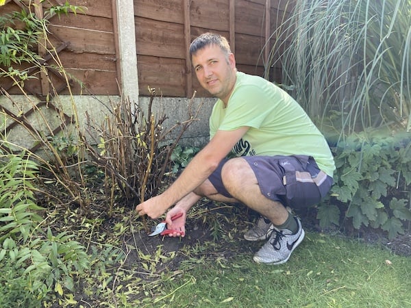 Removing suckers from around base of plant