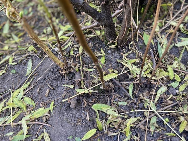 Sorbaria suckers around the base of main plant that need to be removed to prevent spreading