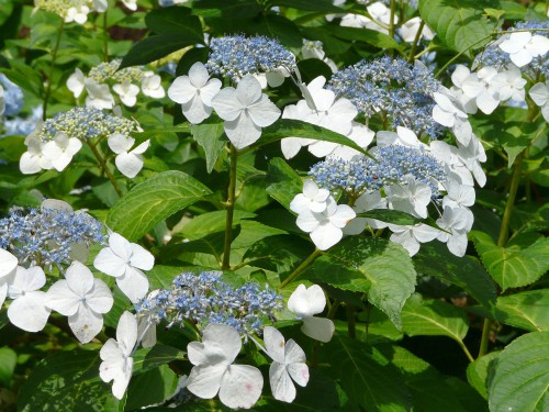 White lacecap hydrangea