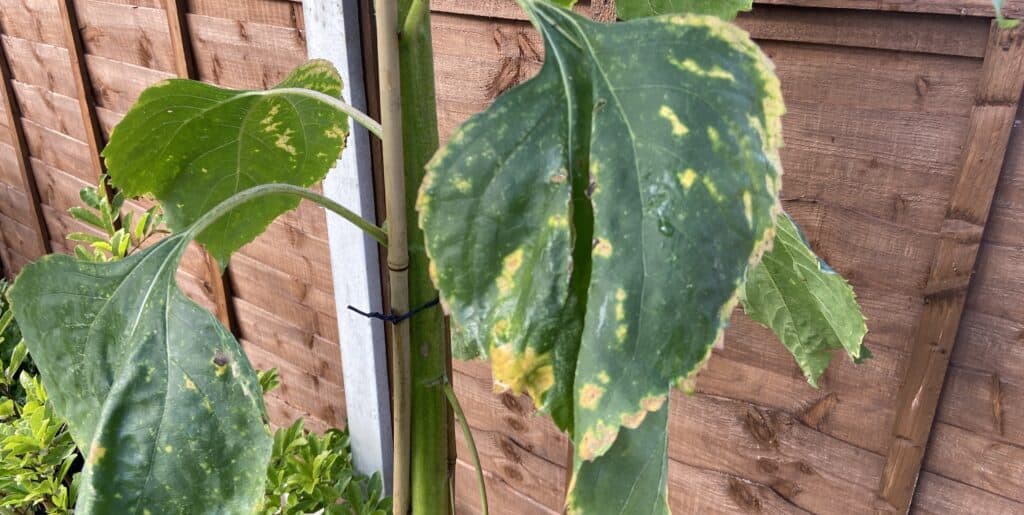 in this guide, I talk about why are my sunflower leaves are starting to curl. Now, this could be because of lack of water, aphids and bugs or even diseases.