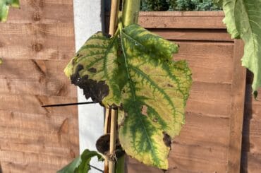 In this guide, I talk about Why are my sunflower’s leaves turning yellow and some of the various reasons this can happen and how to resolve it.