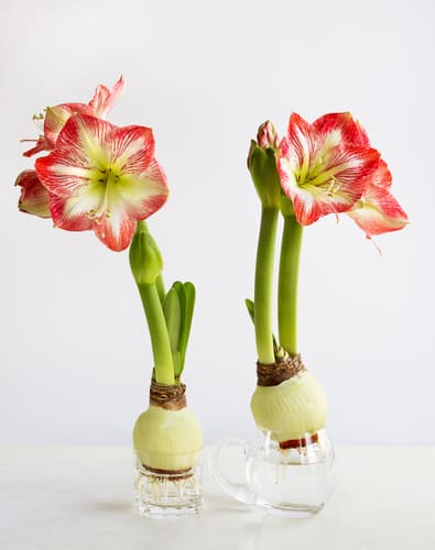 Amaryllis growing in water in a vase
