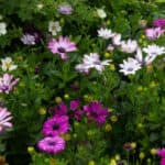 Two osteospermum varieties, in particular, are labelled as hardy, and these have the best chance of being perennials if you over-winter them correctly.