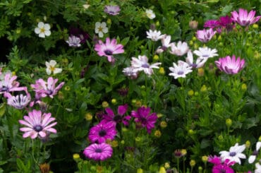 Two osteospermum varieties, in particular, are labelled as hardy, and these have the best chance of being perennials if you over-winter them correctly.