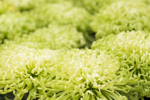 Chrysanthemum Shamrock Green