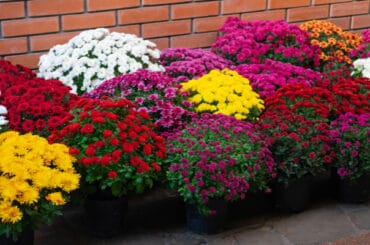 There are several ways to look at how to group chrysanthemums (aka mums) together. The UK National Chrysanthemum Society lists many categories of these flowers.