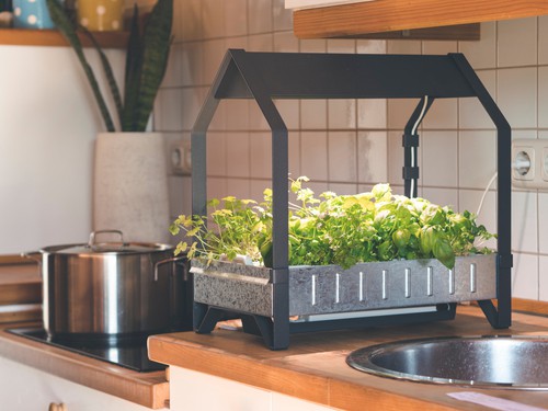 Hydroponics growing vegetable and herbs at home