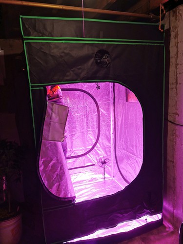 Hydroponics tent being used to grow plants in dark rooms with no light