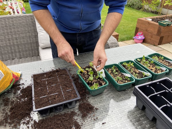 Pricking out 5 different varieties of Pansy germinated in the Garland Super7 Propagator