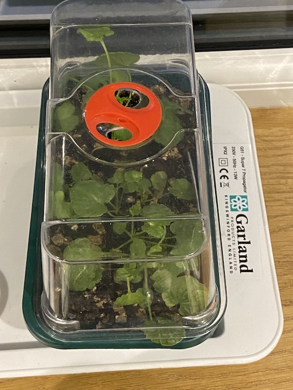 Heated propagator with no thermostat or variable heat
