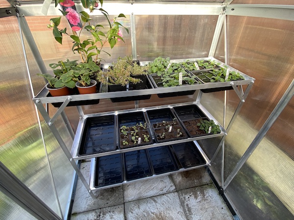 Tibshelf Garden Products Greenhouse Staging with plants in seed tray and single pots