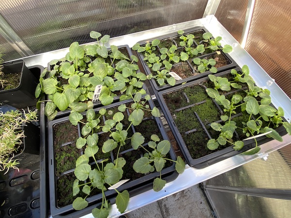 Tibshelf Garden Products Greenhouse Staging seed trays each fit two bedding trays in perfectly.