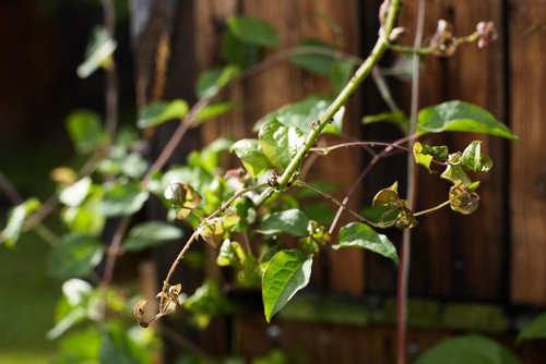 Aphids attacking clematis  - spray with a pesticide to control aphids