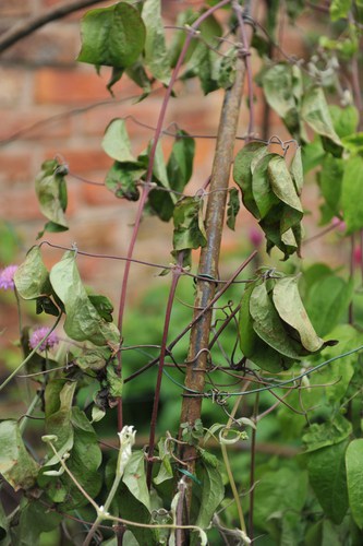 Clematis wilting a sign of clematis wilt but often not the case