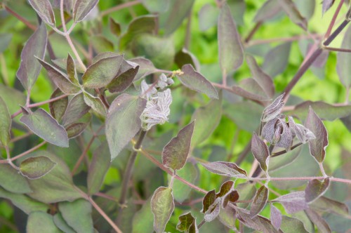 Why are my clematis leaves curling?