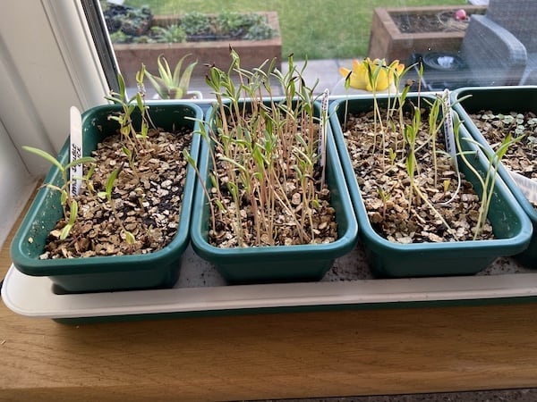 Cosmos been grown in quarter seed trays in heated propagator