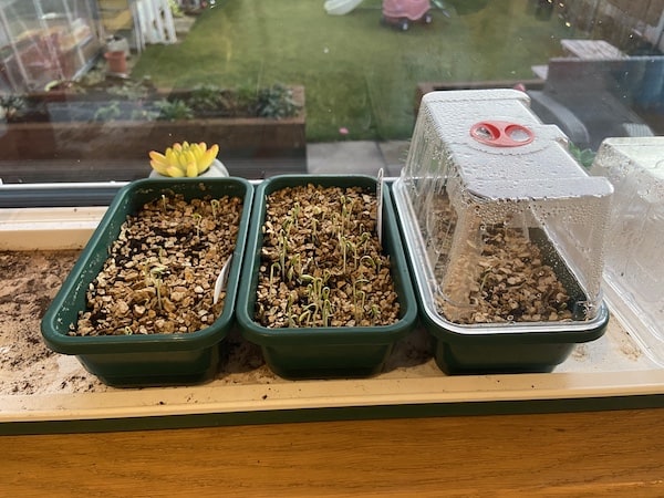 Cosmos germinating in only 2 days