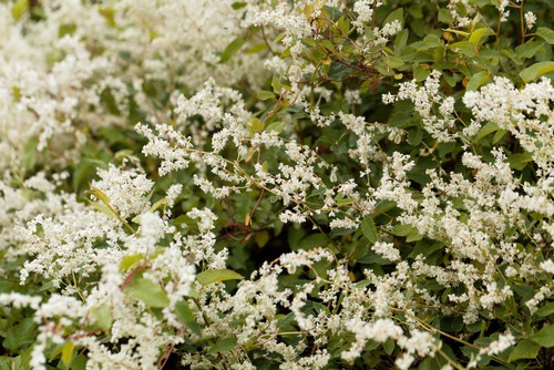 Fallopia Russian Vine