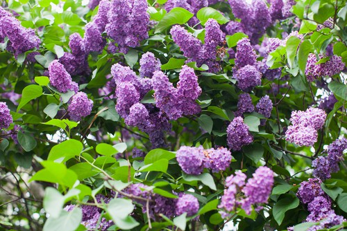 Lilac tree growing well in my garden