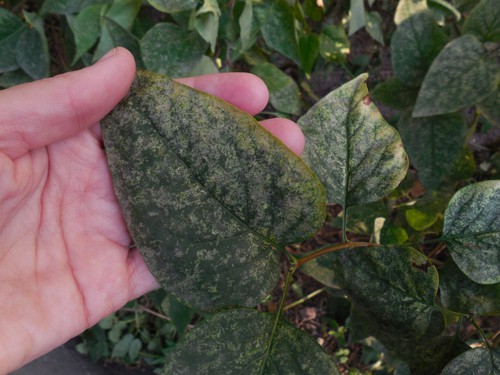 Lilac with mildew, remove worst effect leaves and spray with a fungicide