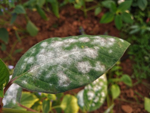 Powdery mildew on clematis - spray with a fungicide at first signs