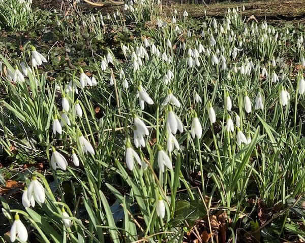 Snow drops growing under trees in spring