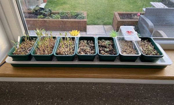 Super7 propagator with different types of seeds which have germinated